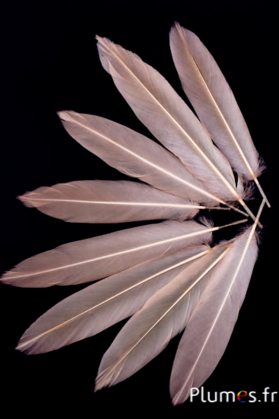 Faisan Swinhoe - 14-18 cm - beige